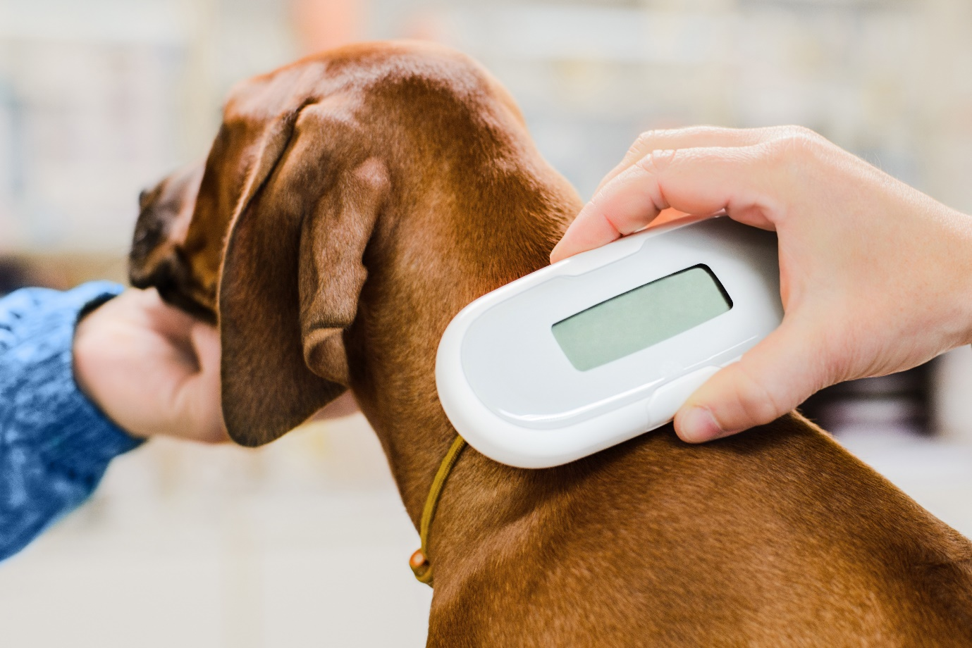 Dog getting his micro chip scanned