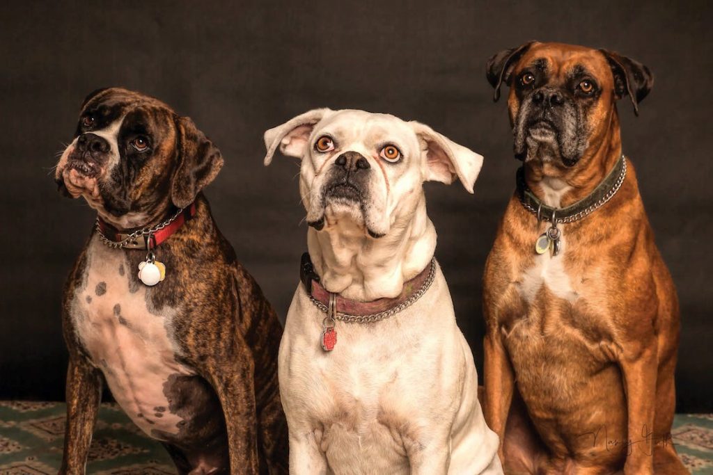 Three boxer dogs sitting against a dark studio backdrop, showcasing brindle, white, and fawn coat colours