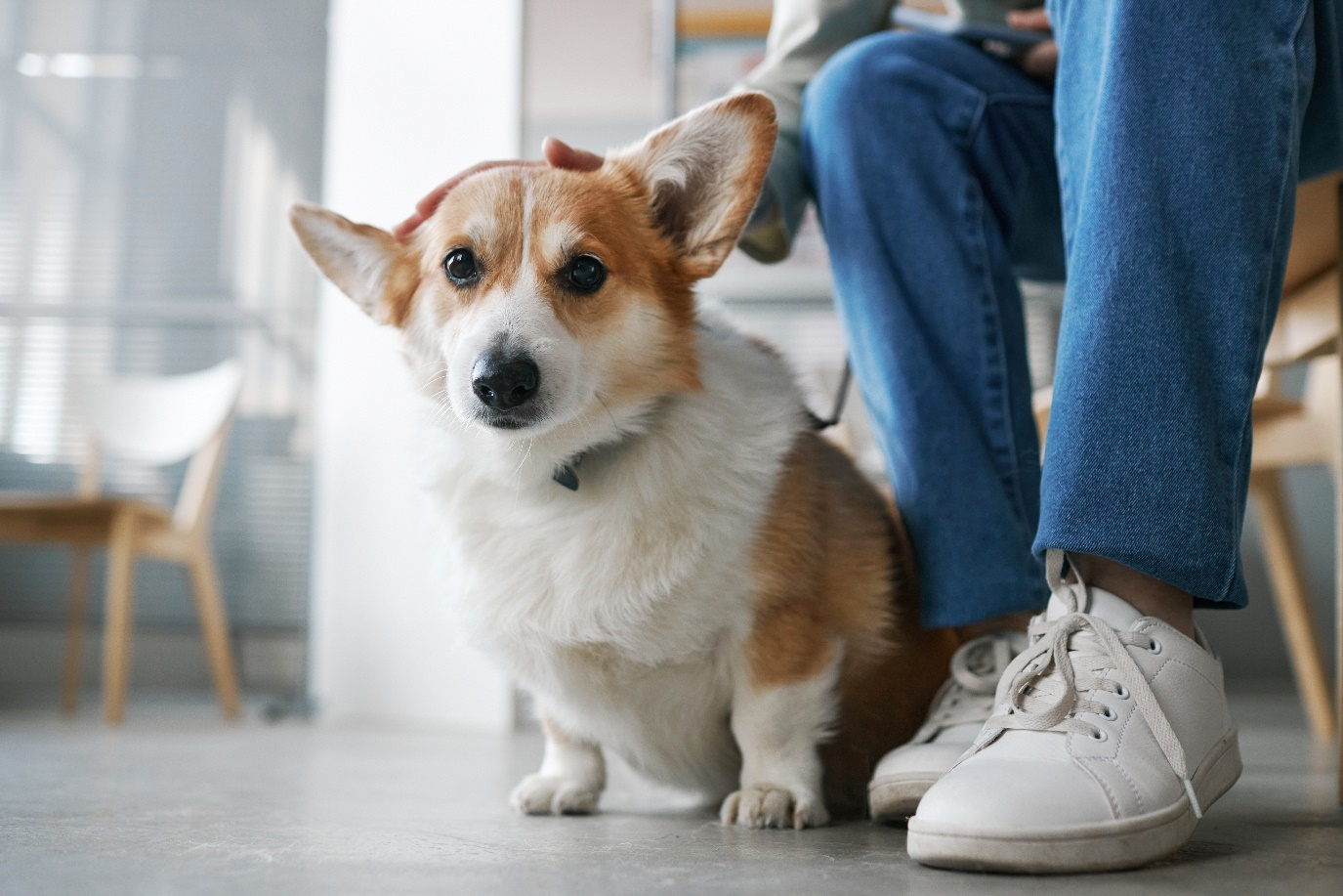 Corgi ready to get his microchip