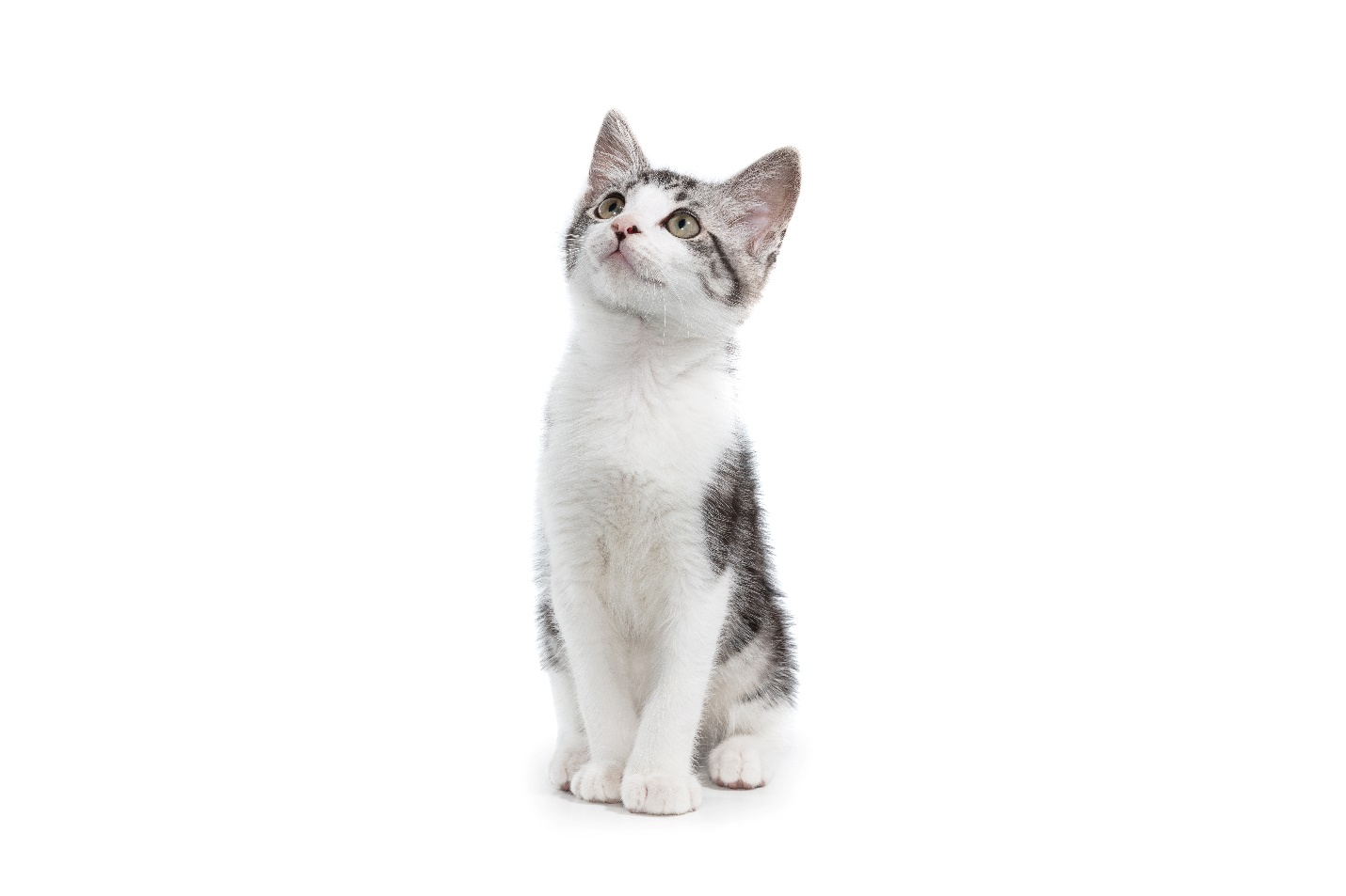 Tabby kitten on a white background