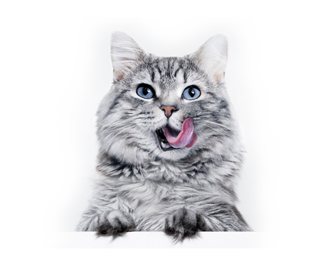 Playful grey tabby cat with blue eyes licking its lips, looking up over a white surface