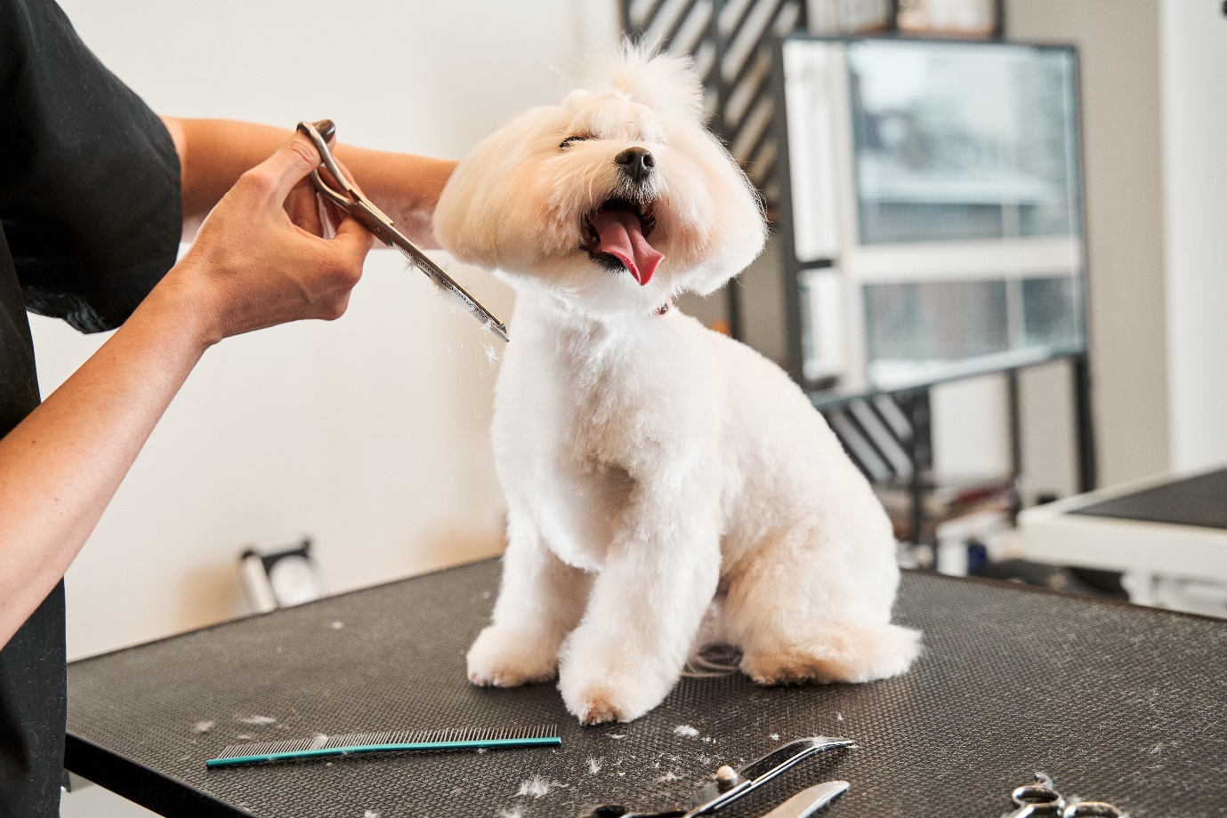 Fluffy white dog being groomed with scissors at a professional pet salon, looking happy and relaxed