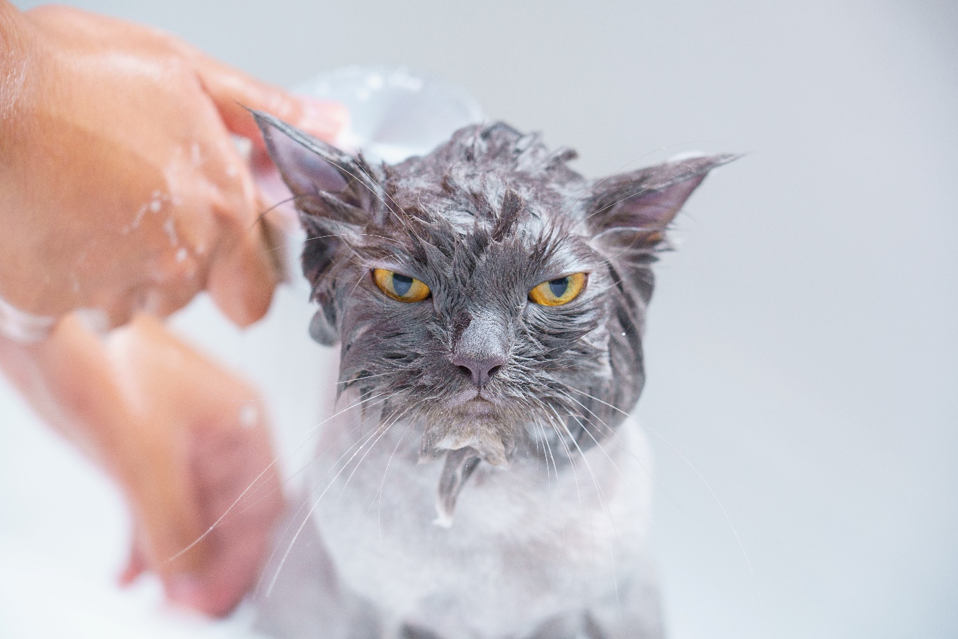 Wet grey cat with yellow eyes getting a bath, looking unimpressed during grooming session