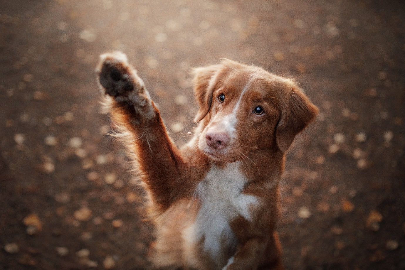 Adorable brown dog raising its paw while standing on autumn leaves