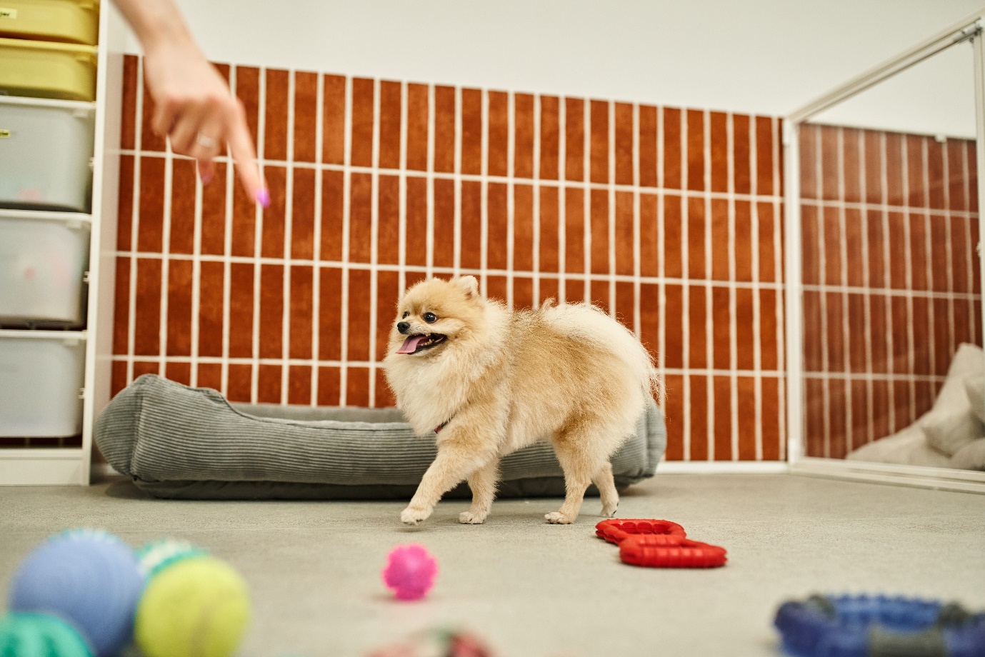 Playful Pomeranian dog standing on a pet daycare floor surrounded by toys, responding to a trainer's command