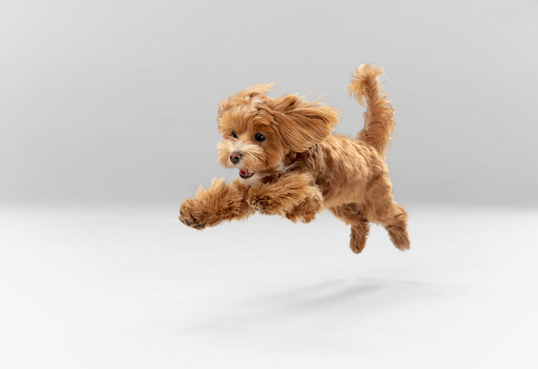 Fluffy light brown dog mid-jump in a studio setting with a white background, ears and paws extended playfully
