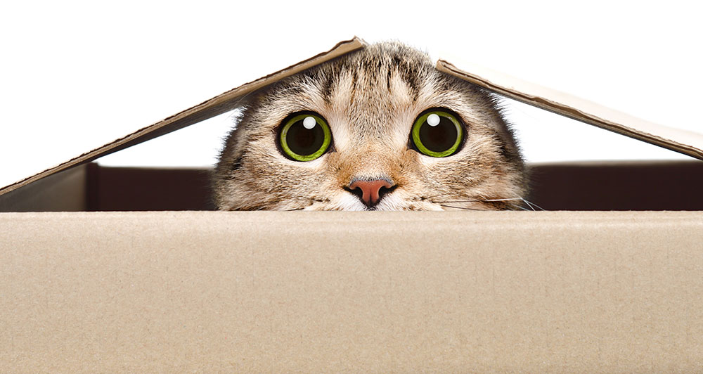 Cute tabby cat with bright green eyes peeking out of a cardboard box with lid flaps open