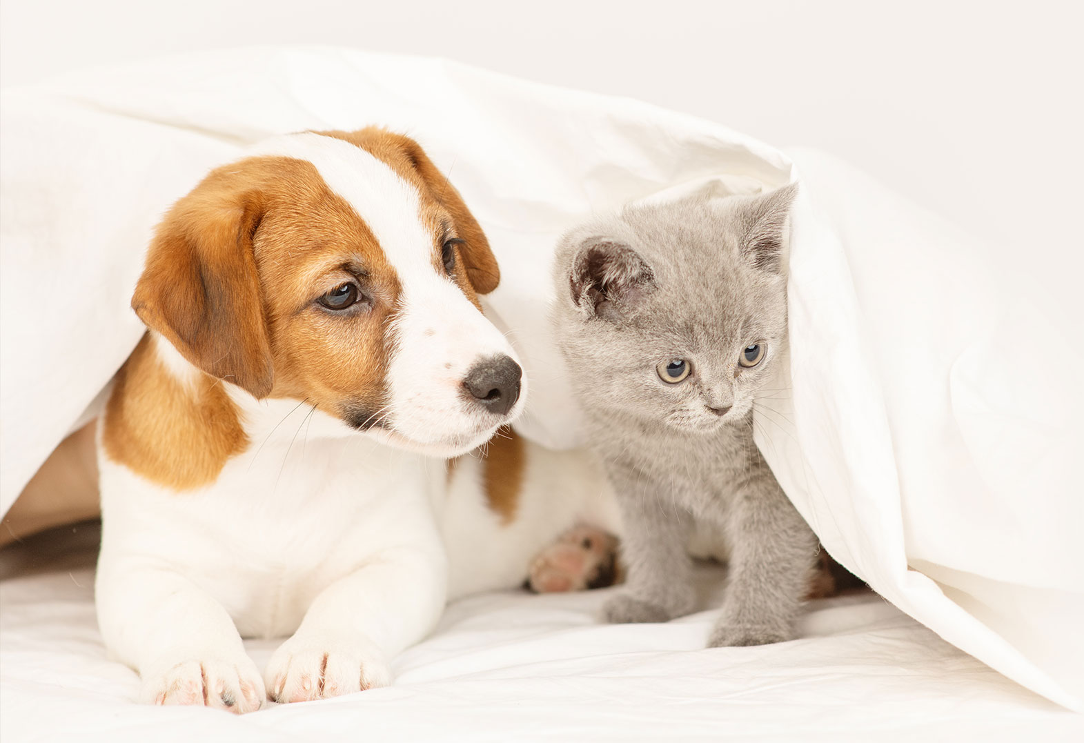 Cute puppy and grey kitten snuggled under a white blanket on a bed