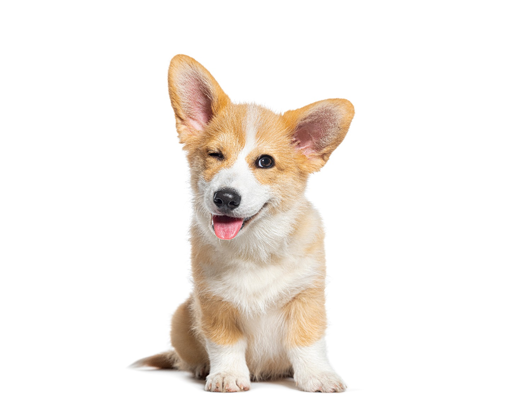 Adorable Corgi puppy winking with its tongue out, sitting against a white background