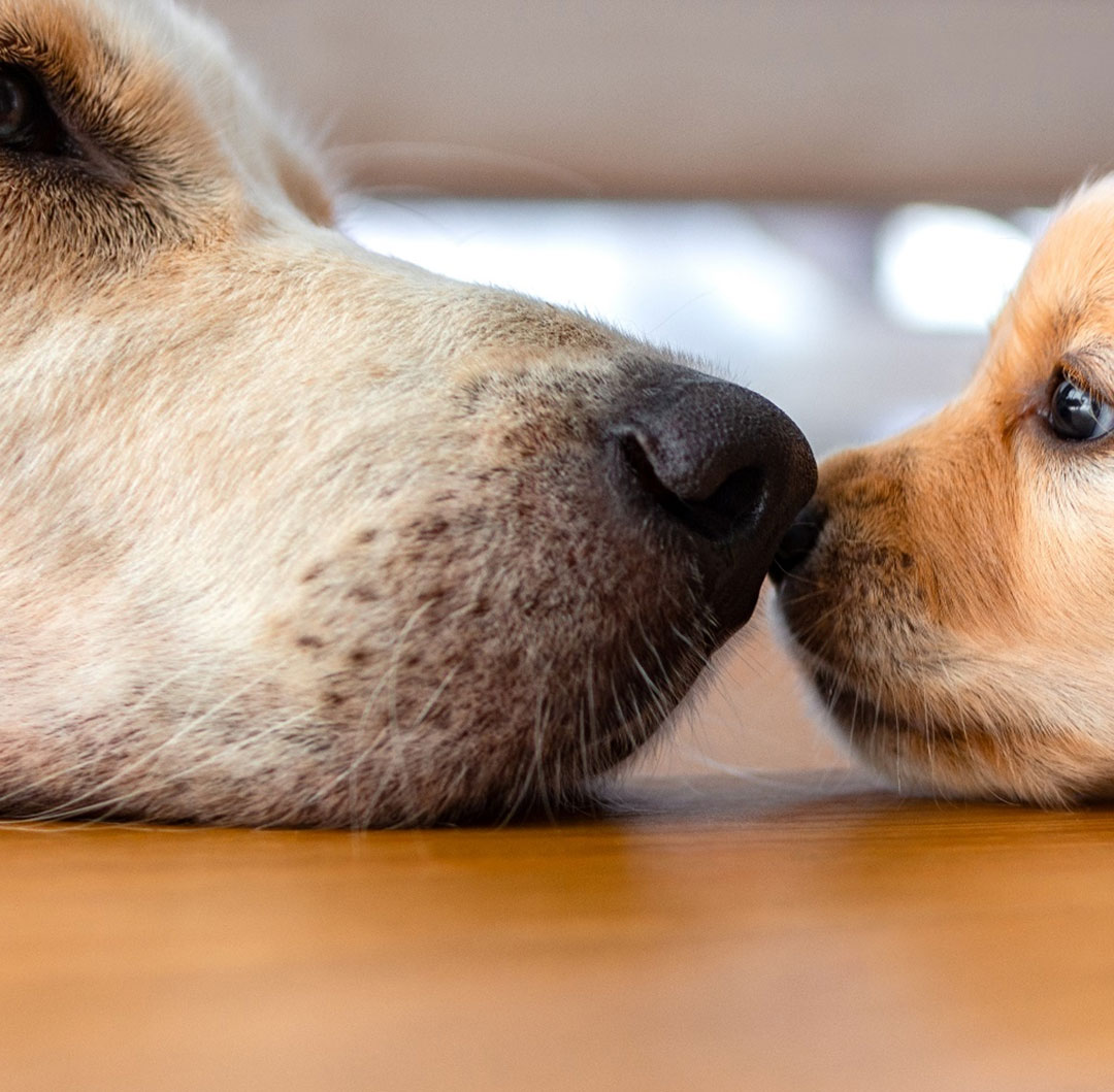 Close-up of a golden retriever and puppy touching noses on a wooden floor