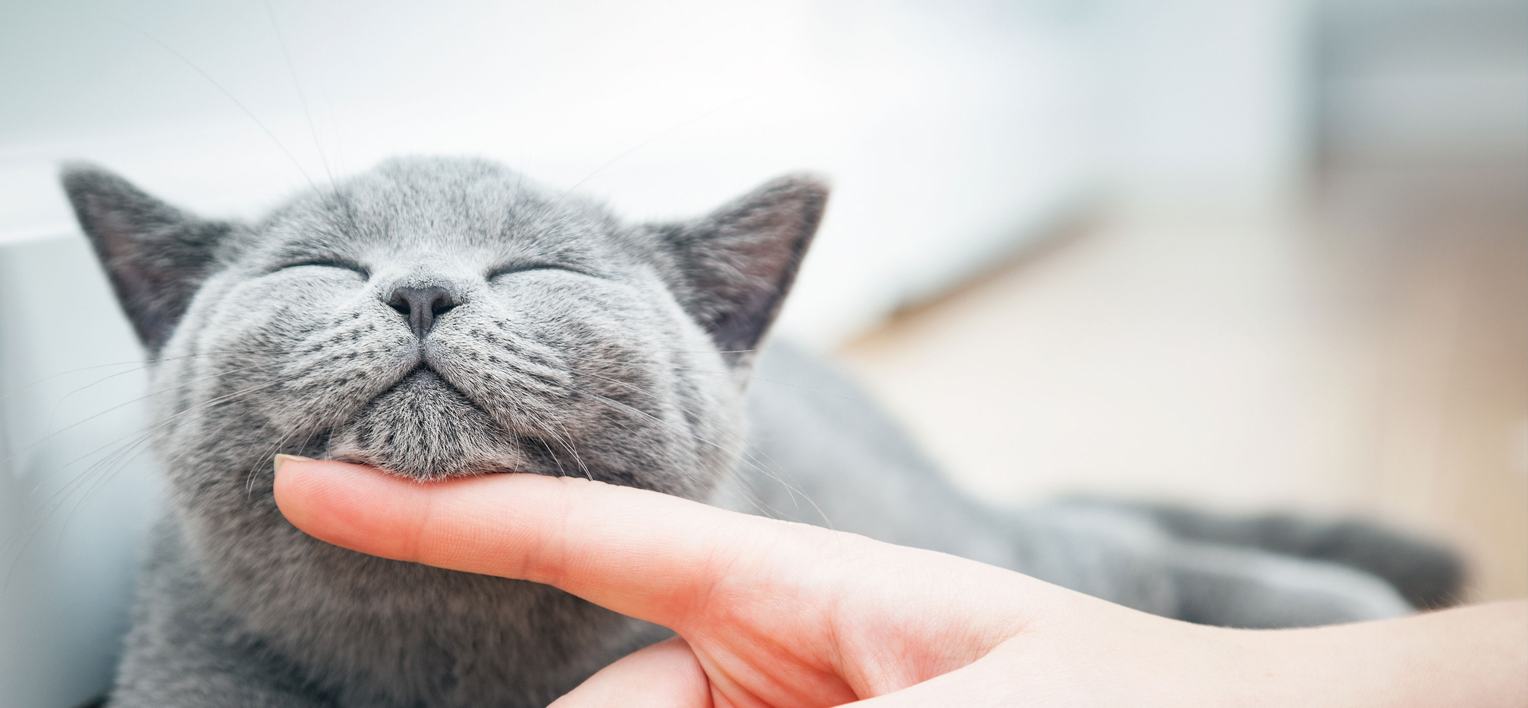 Smiling grey British Shorthair cat enjoying a chin scratch