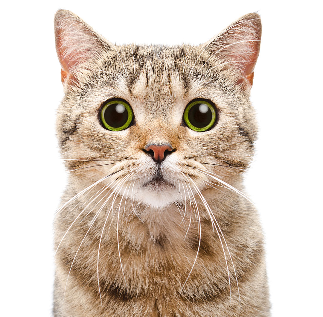 Close-up of a tabby cat with large green eyes staring directly at the camera on a white background
