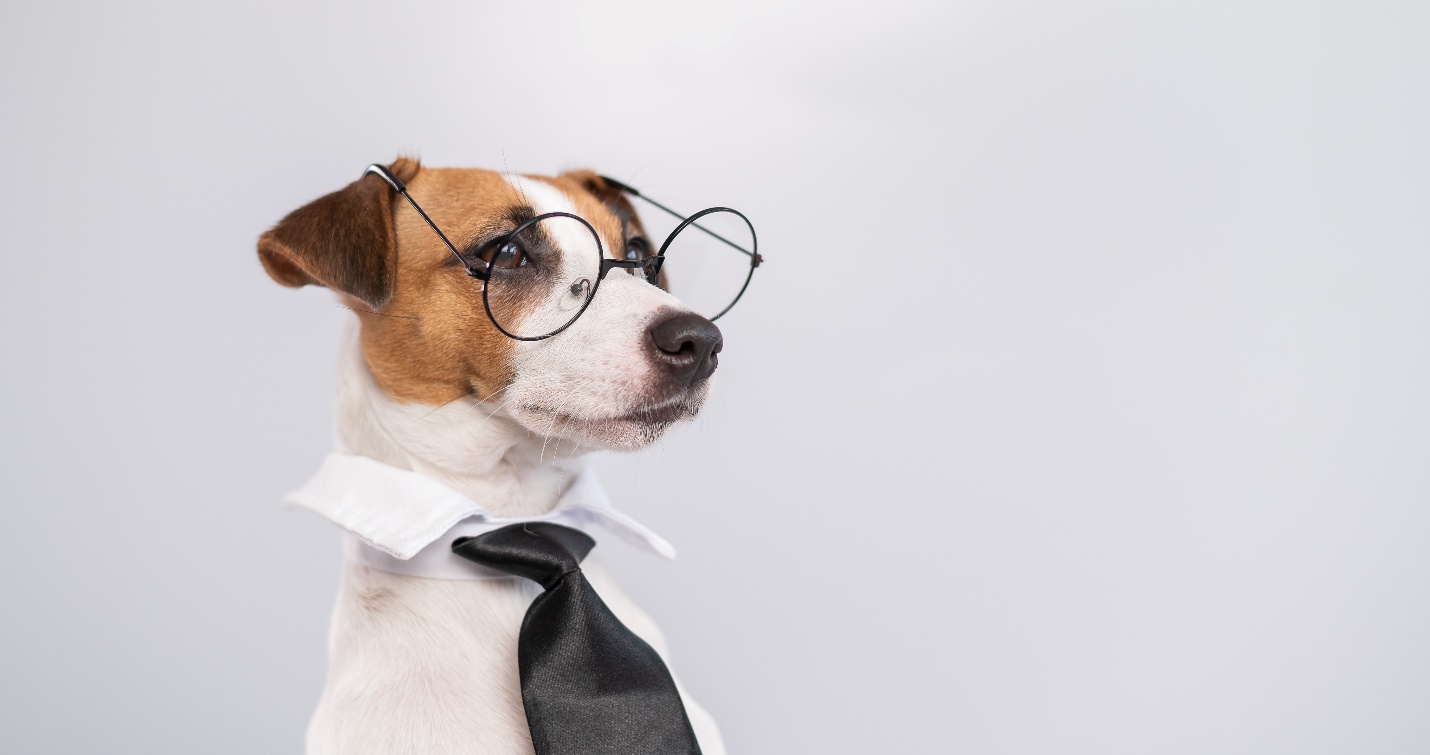 Jack Russell Terrier wearing glasses, a white shirt collar, and a black tie against a plain light grey background