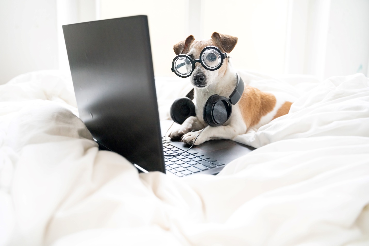 Small dog wearing oversized glasses and headphones, sitting on a bed while using a laptop