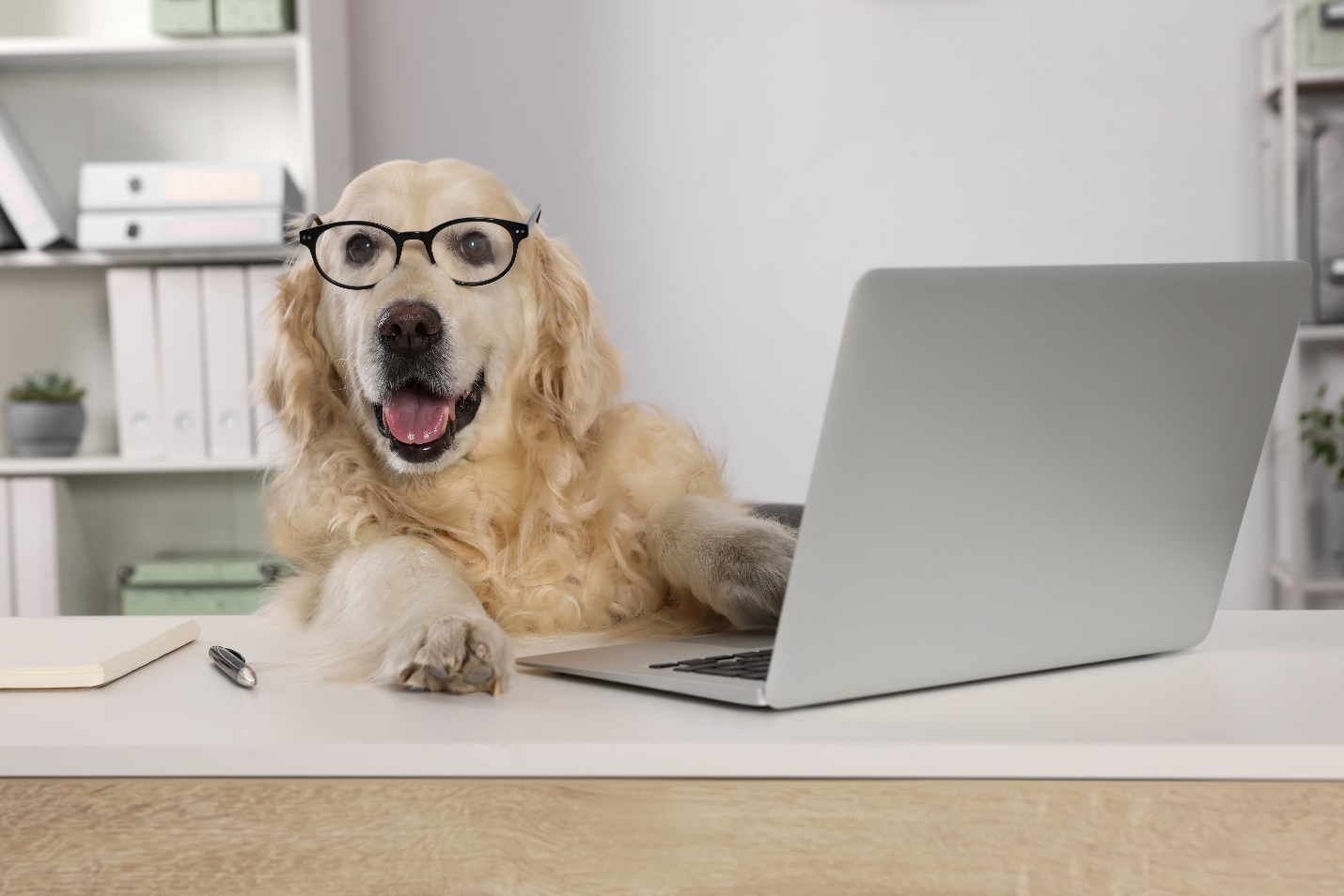 Golden retriever wearing glasses, sitting at a desk with a laptop, notebook, and pen in a modern office setting