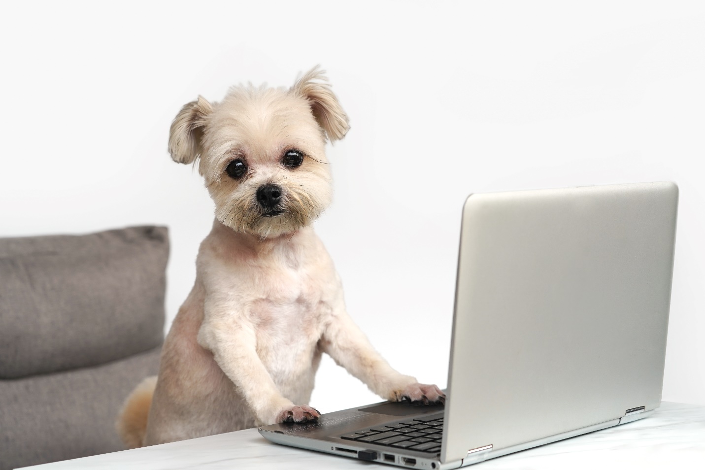 Small cream-coloured dog with trimmed fur sitting upright at a laptop, looking attentively at the screen, in a minimal home office setting