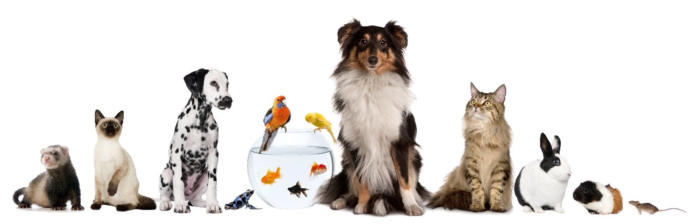 Group of popular pets including dogs, cats, birds, fish, and small animals on white background