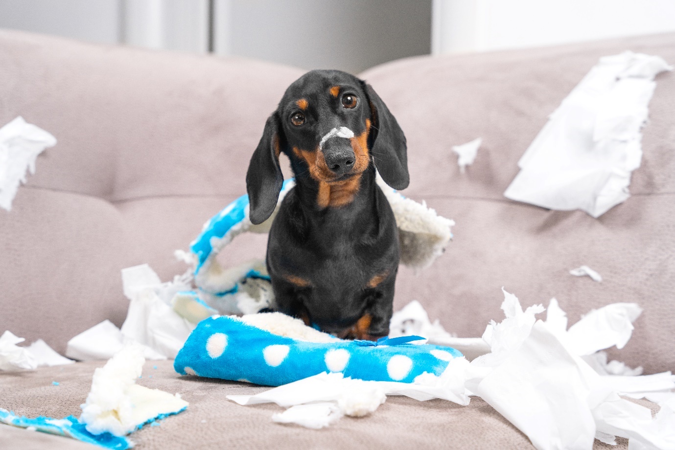 Guilty dachshund surrounded by shredded tissues and toy on sofa