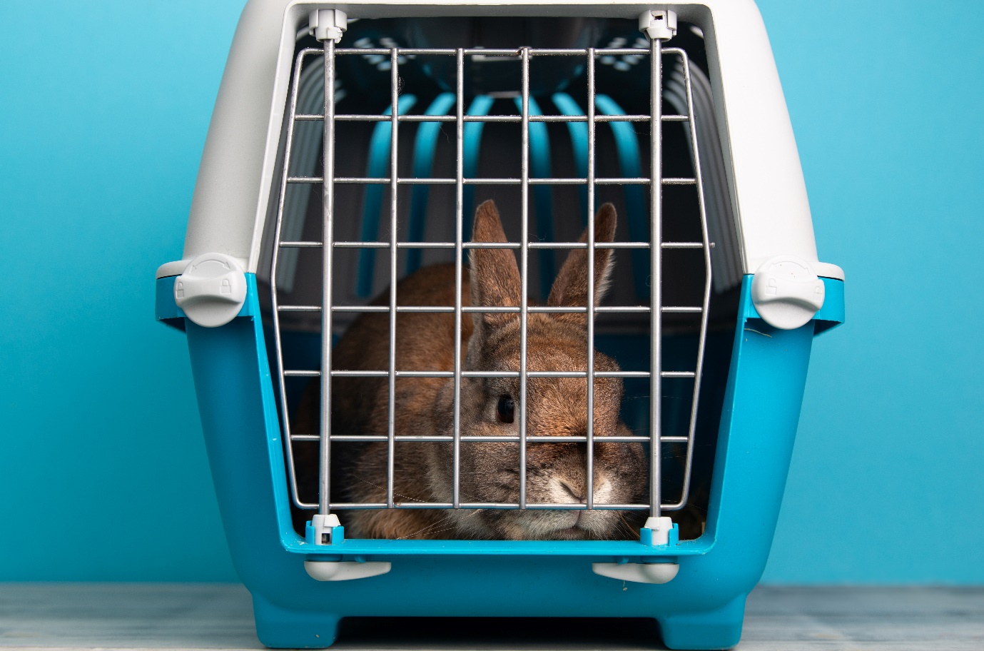 Brown rabbit inside a pet carrier against blue background