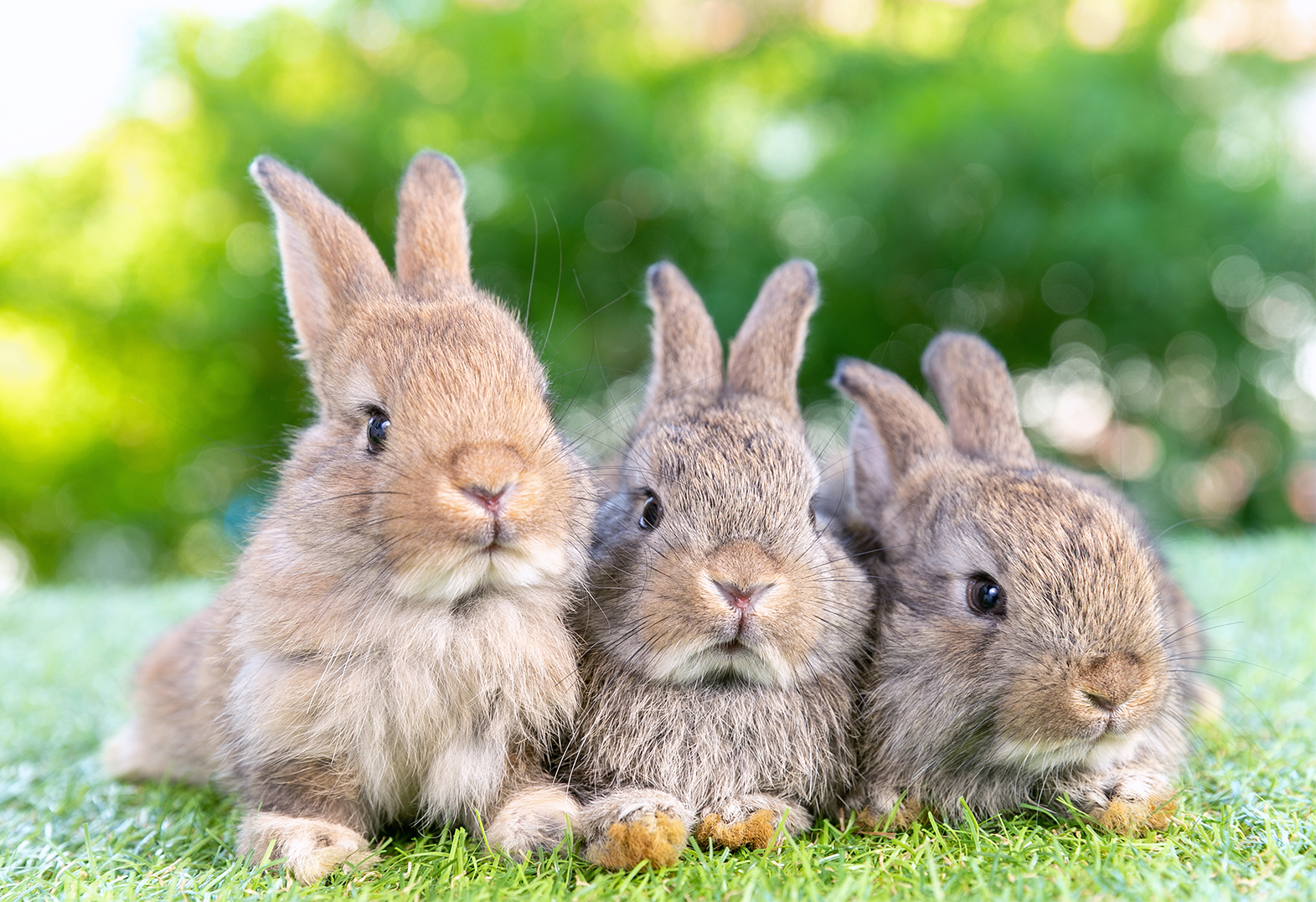 Three fluffy baby rabbits sitting on green grass in a garden