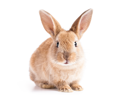 Cute light brown rabbit sitting on white background